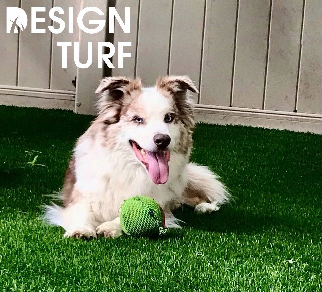 DesignTurf's tweet photo. This guy is absolutely loving the new artificial turf in his backyard! Who doesnโt love a happy dog!?
#dogsloveturf #petfriendly #turf #artificialturf #artificialgrass #syntheticgrass #lowmaintenance
#nomoremud #gta #envirofill #progreen #progreencanada #designturf https://t.co/s9xFGz9ogK