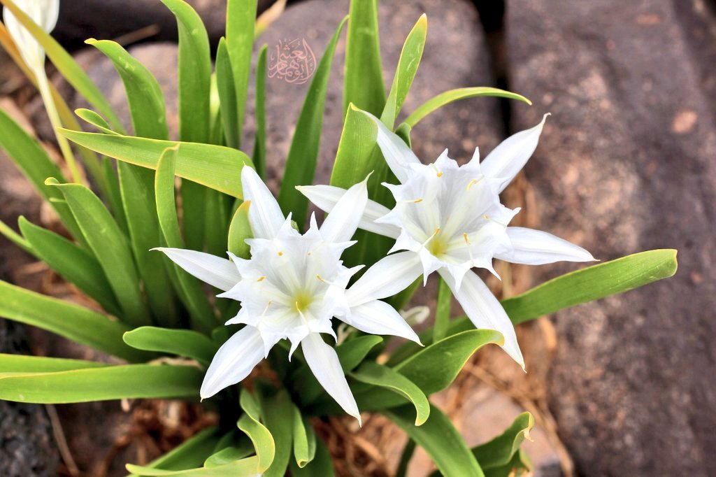 mgdam1231's tweet photo. أحد أنواع #النرجس #العنيصلان ويسمى أيضاً #العبهر 
pancratium sp
نبتة بصيلية برية  معمرة  سامة ، أزهارها حسنة طيبة الرائحة...
رأيتها منتشرة في بعض مسايل الشعاب شرقي #حرة_بني_سليم  #حرة_رهاط https://t.co/exj4bxzQ5e