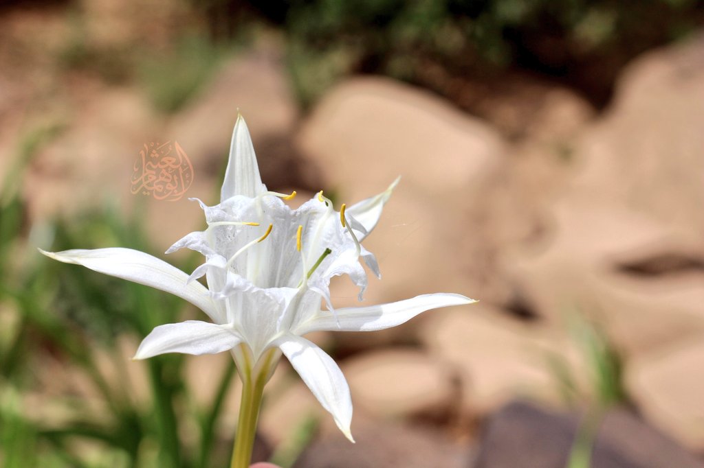 mgdam1231's tweet photo. أحد أنواع #النرجس #العنيصلان ويسمى أيضاً #العبهر 
pancratium sp
نبتة بصيلية برية  معمرة  سامة ، أزهارها حسنة طيبة الرائحة...
رأيتها منتشرة في بعض مسايل الشعاب شرقي #حرة_بني_سليم  #حرة_رهاط https://t.co/exj4bxzQ5e