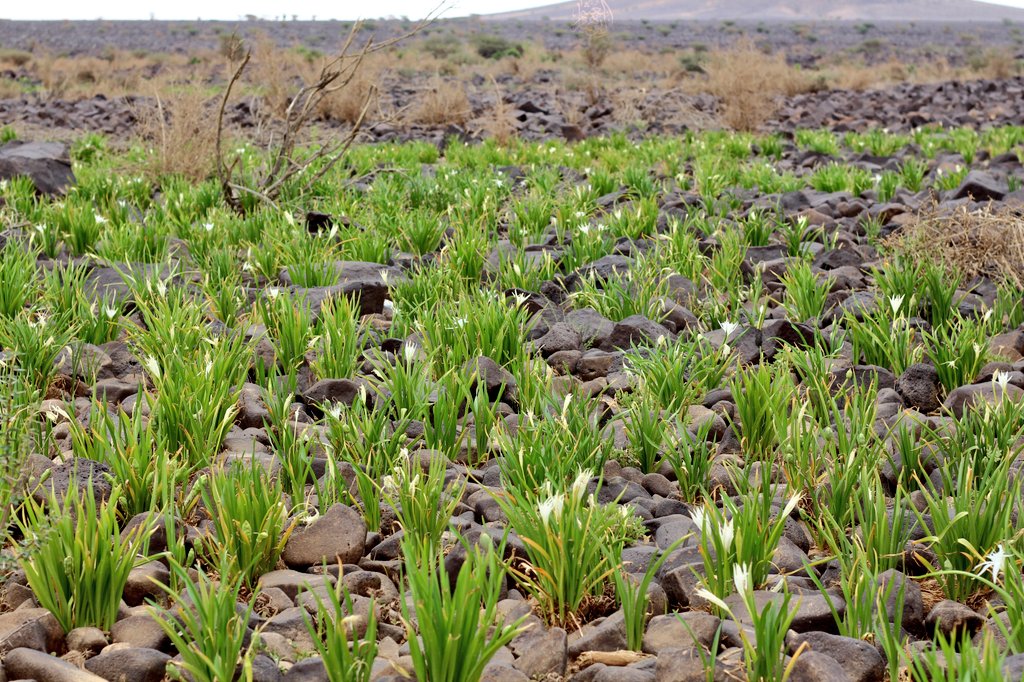 mgdam1231's tweet photo. أحد أنواع #النرجس #العنيصلان ويسمى أيضاً #العبهر 
pancratium sp
نبتة بصيلية برية  معمرة  سامة ، أزهارها حسنة طيبة الرائحة...
رأيتها منتشرة في بعض مسايل الشعاب شرقي #حرة_بني_سليم  #حرة_رهاط https://t.co/exj4bxzQ5e