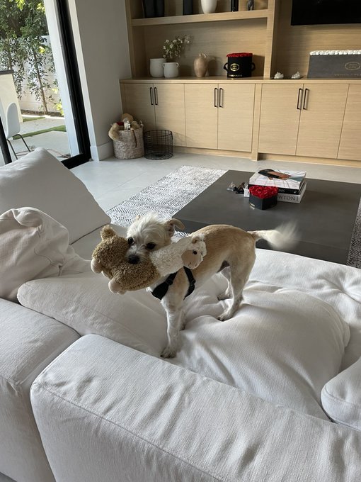 getting a new toy is a very big deal for him https://t.co/gWu72WmBEo