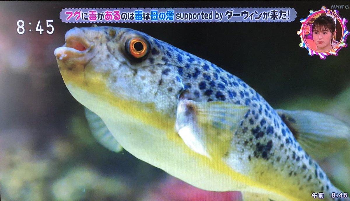 チコちゃんに叱られるで フグ が話題に 2ページ目 トレンドアットtv