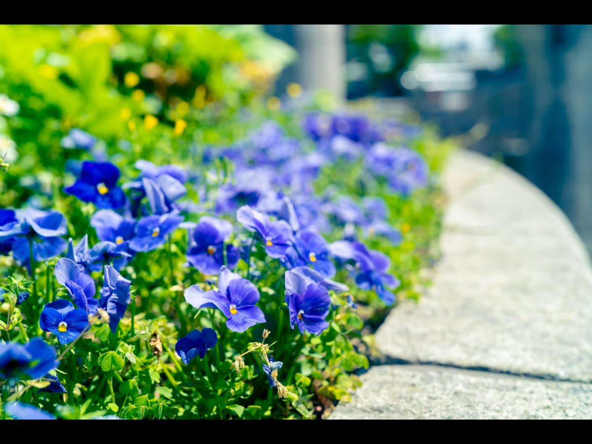 青い花 Twitter Search