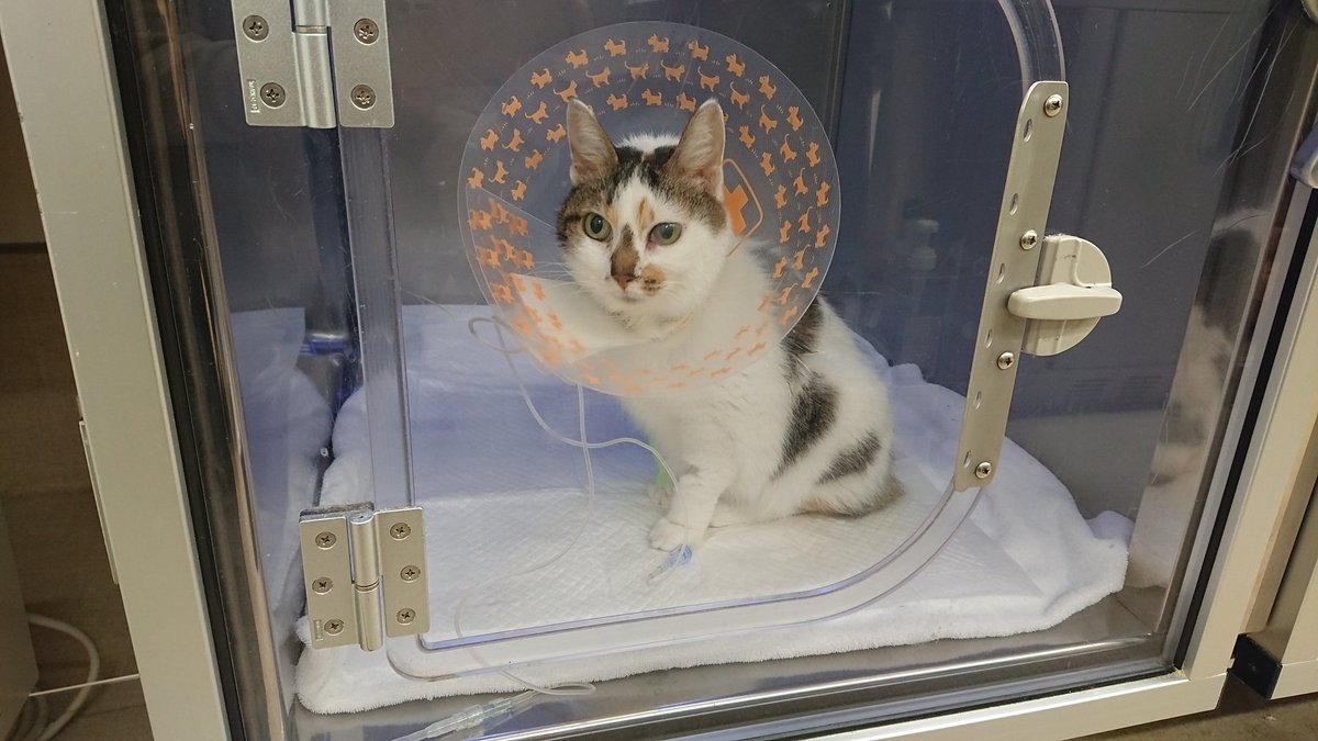 猫とあわてんぼうの飼い主 On Twitter Am3 00 レントゲンの結果 肺が真っ白 がんの転移か 肺水腫か 肺炎か 高濃度酸素室に入り 即再入院 退院して わずか2週間 危うい 諦めたくないけど 痛みや苦しみを与えるばかりなら もうがんばって と言いたくない 悪性