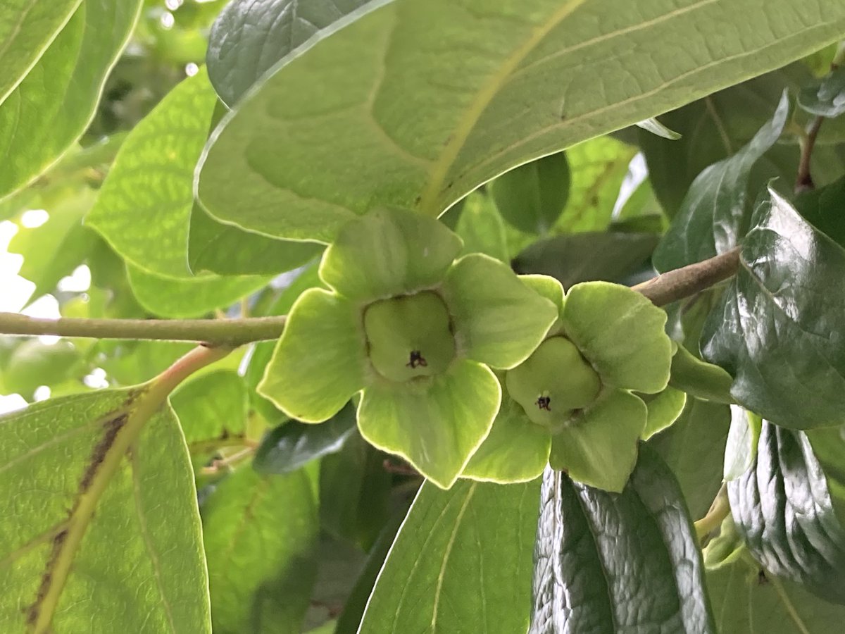 Kuwaland 花 柿 写真好きな人と繋がりたい じみ な緑の花 が咲いています 葉の色と同じで全く目立たない ただ よく見ると 形に見覚えが そう 柿です 柿の実のへた 花 って知らなかった