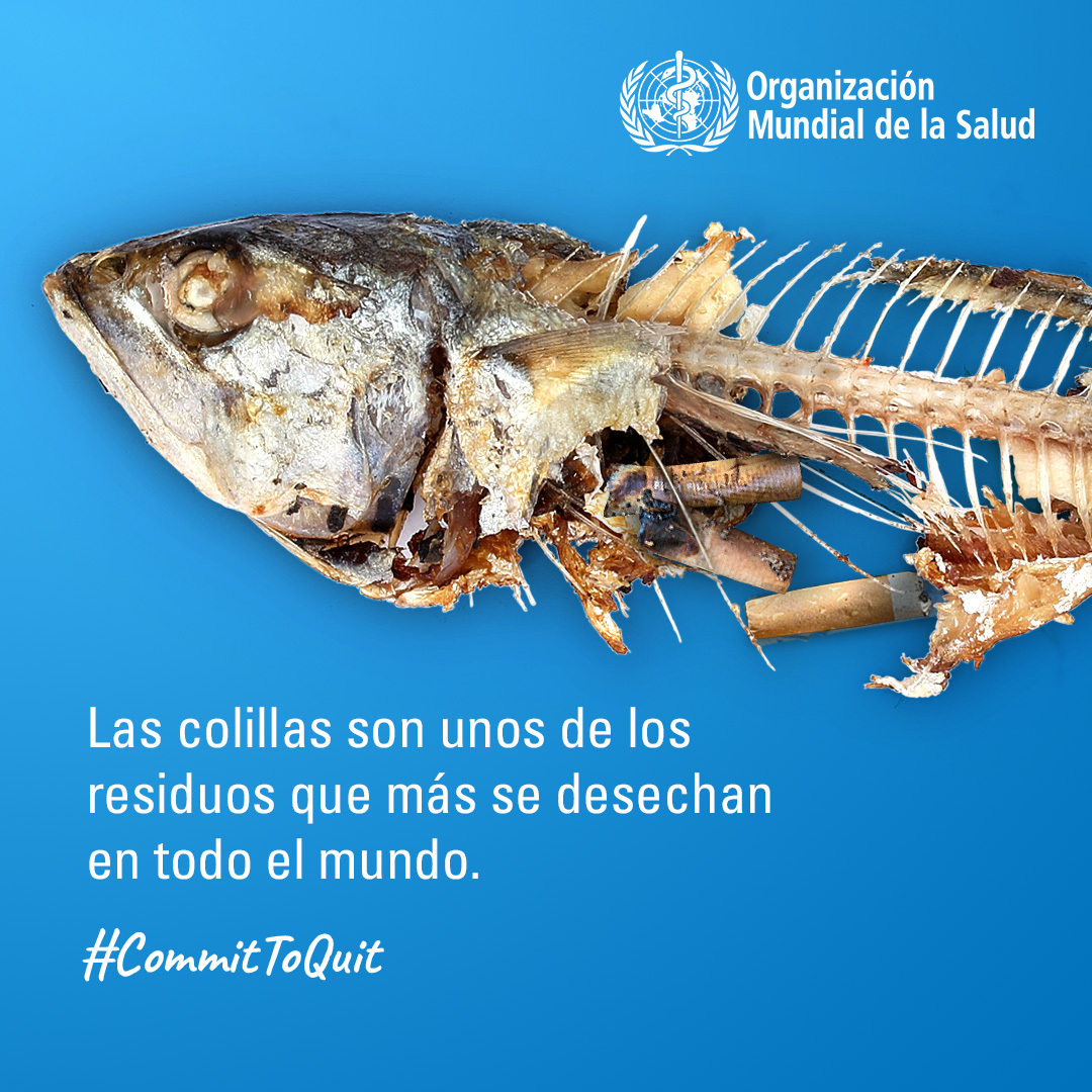 ONU_es's tweet photo. 10 millones de colillas de cigarrillo van a parar a la basura todos los días. 

El tabaco es una amenaza para la salud y para el medio ambiente. 

Este #DíaMundialSinTabaco es el mejor momento para dejar de fumar 🚭: https://t.co/HgVNfWvYaC https://t.co/CMNZQM61E9