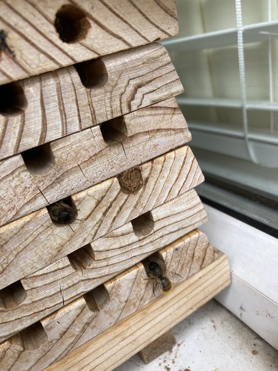 Kate_Bradbury's tweet photo. First hole filled! #redmasonbees #beehotel #wildlifegardening https://t.co/VGzO97OiU9