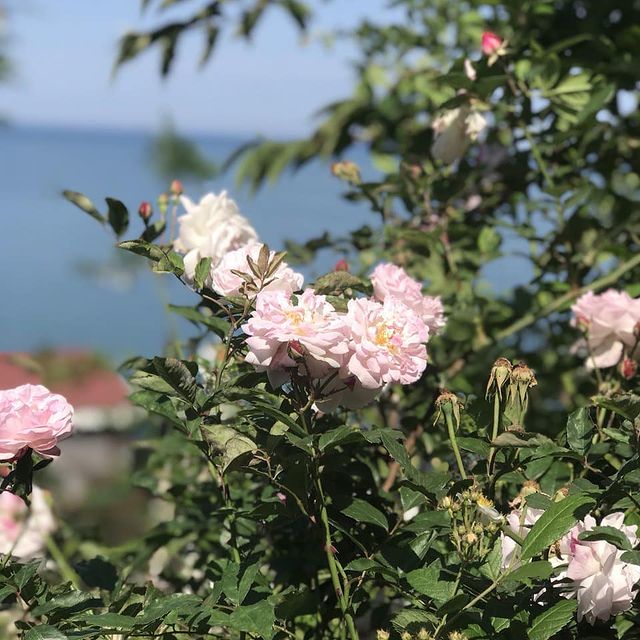haaraofficialll's tweet photo. #hârailehissediyoruz
Kendimizi gerçekleştirmek için geldik bu hayata. Elbette sahip çıkacağız ruhumuza! Tıpkı bu harikulade #çiçekler gibi, açacağımız gün çok yakın #çocuklar!
#umut #hayat #sevgi #muhabbet #güzellik #doğa #canlı #yaşam #hayallerim #özsaygı #özşefkat #blogpost https://t.co/wCAFzv7cLM