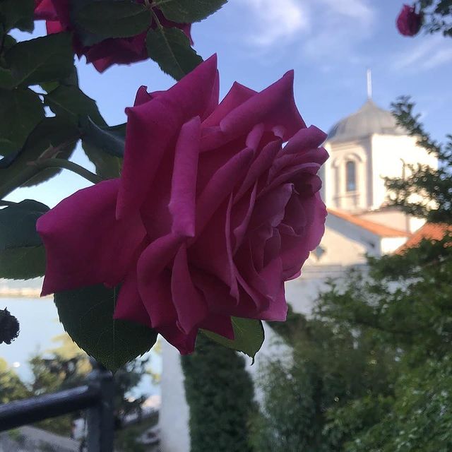 haaraofficialll's tweet photo. #hârailehissediyoruz
#Tohumunda gizlendiğin, bağrında sakladığın, #güneşi gördüğünde usulca #hayata süzüldüğün için çok #teşekkür ederim. #Güzelliğinin karşısında mest olmamım yanı sıra #umutlarıma bir yenisi, #hayallerime bambaşka kapılar açıyor suretiniz. 
#hayat #sevgi https://t.co/OUsouyEeH5