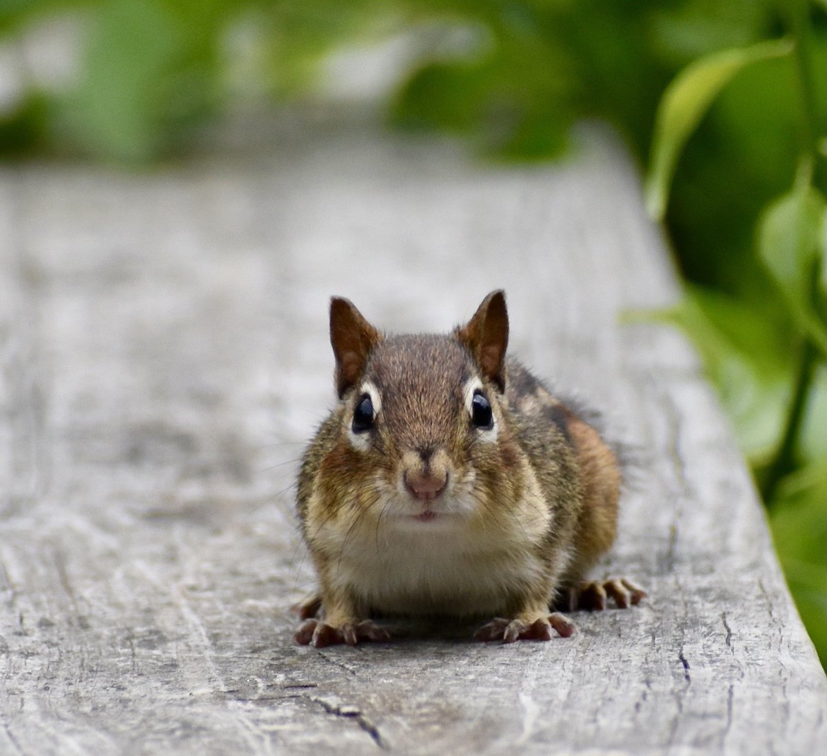 stephwmo's tweet photo. Staring contest 😳
.
.
#nature #lovenature #chipmunk #chipmunks #chipmunksofinstagram #naturephotography #naturelover #photography #nikonphotography #outdoors #naturewalk #stephaniessliceoflife #thelittlethings #happiness #findinghappiness #dowhatyoulove #dowhatmakesyouhappy https://t.co/DImLe787Vw