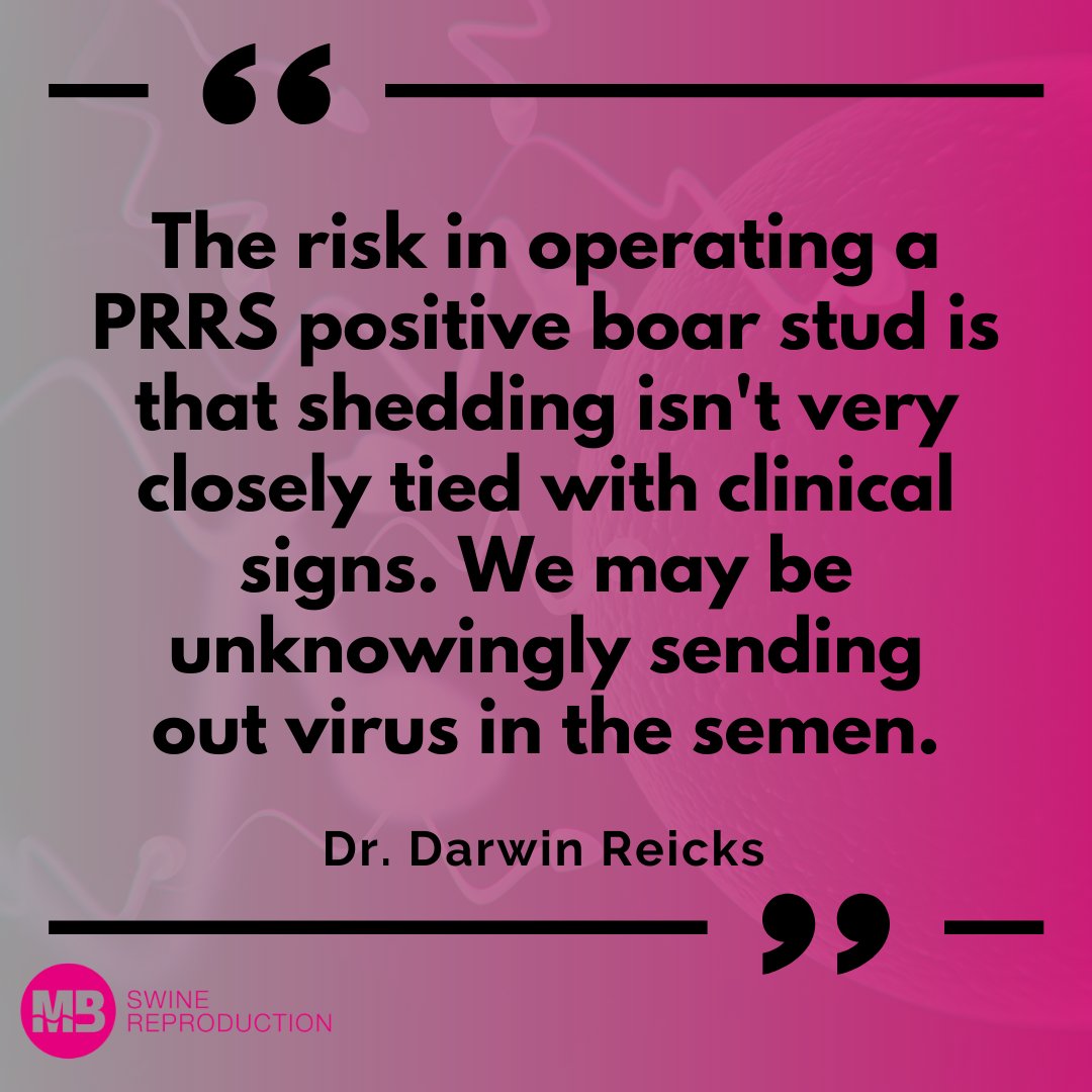 MbSwine's tweet photo. "The risk in operating a PRRS positive boar stud is that shedding isn't very closely tied with clinical signs. We may be unknowingly sending out virus in the semen."

 Dr. Darwin Reicks https://t.co/qG1HkBLv64