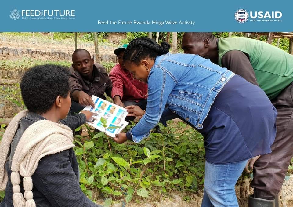 Extension agents facilitate farmers to access knowledge, skills and tools to increase production, access finance and improve livelihoods. We partnered with <a href="/FeedtheFuture/">Feed the Future</a> <a href="/DLEC_COP/">Developing Local Extension Capacity (DLEC)</a> Project to develop a digital extension training module for #Rwandan extension workers and farmers.