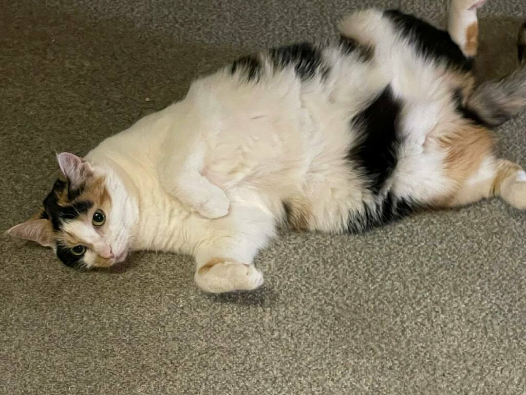 AlexWeinschenk's tweet photo. Totally relaxed🤣😺 https://t.co/BOCCTRl6jT