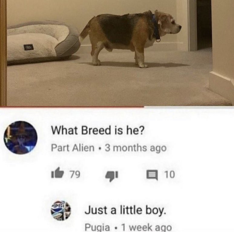 WholesomeMemes tweet media