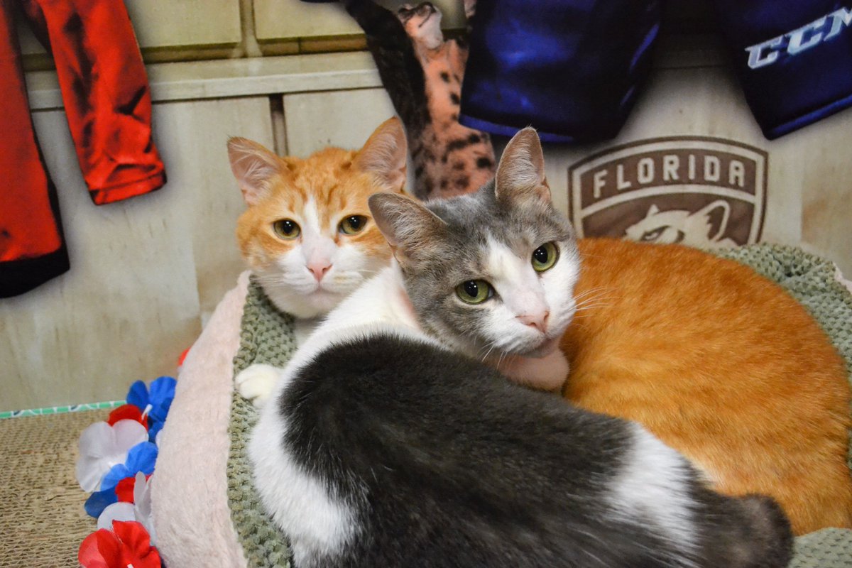 Nine year old kitties Scruffy (ID 454059) and Issa (ID 453533) are a bonded pair that are looking for a home where they can stay together.  They love cuddling in the Florida Panthers Community Cat room.  #floirdapanters #nhlpanthers #hockeycat @FlaPanthers @MrsCoachBlalock https://t.co/2UDVPWjkdj