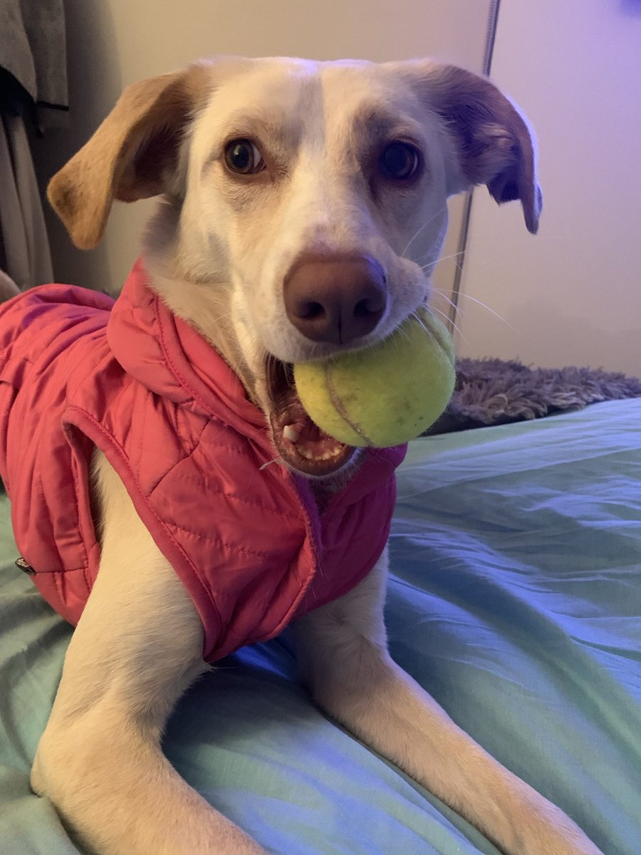 lizium6's tweet photo. Feliz día del perro sin raza !
Almendrita mi hija perruna🧡
#FelizViernes #felizdiadelperrosinraza #quiltro #dog #28Mayo #Covid19Chile https://t.co/yuu9oLLwdg
