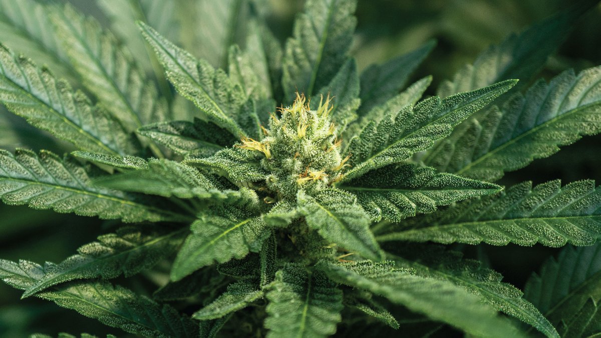 Greenway Greenhouse (CSE:GWAY) tweet media