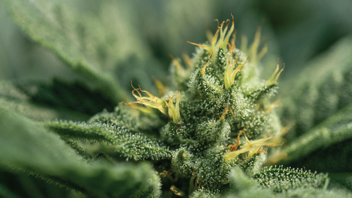 Greenway Greenhouse (CSE:GWAY) tweet media