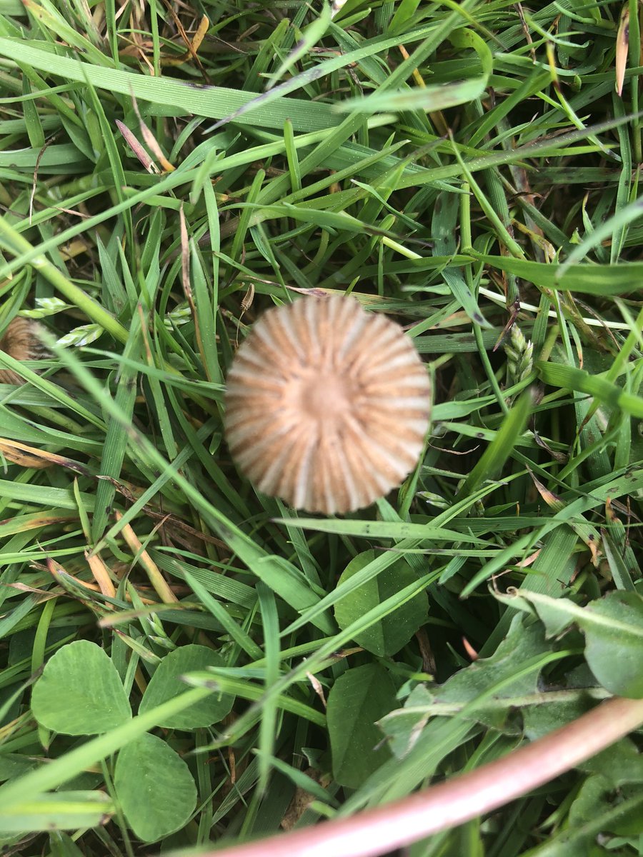 nikki_triff's tweet photo. @PinewoodsHgt  I found these fungi in the grass in the Valley Gardens, can anyone ID them please? https://t.co/MzqShp9RGY