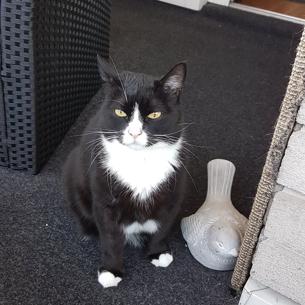 mortenrene's tweet photo. Brutus gleder seg over sol og sommer😽😁
#sommervibber #sologsommer #kattpåbalkong #nydeligkatt #svartoghvitkatt #summervibes #sunandsummer #catonbalcony #beautifulcat #blackandwhitecat #CatsOfTwitter https://t.co/BmbPa3xE6e