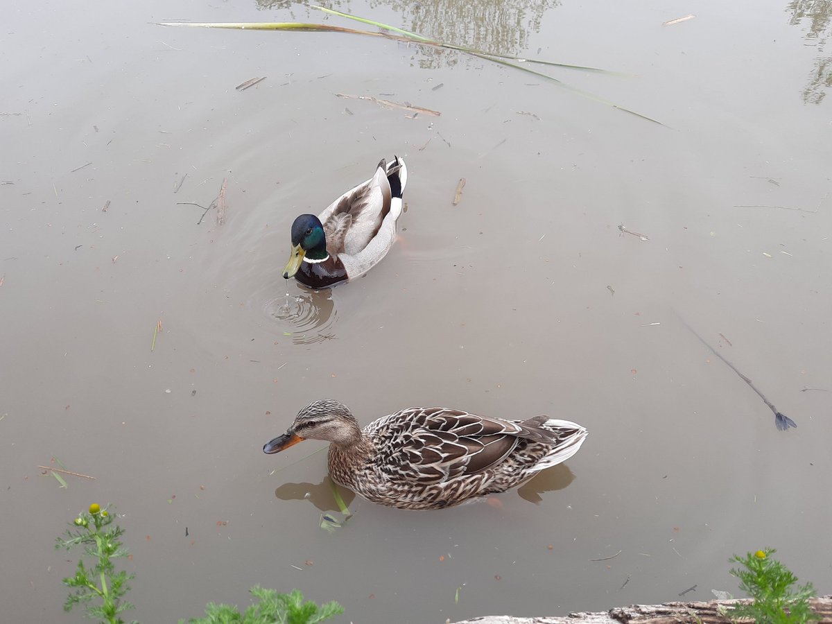 SIMMO4U's tweet photo. @BoaterNikki and @BoaterRalph ...@Wine_N_Shoes and myself were on your manor today walking from #SuttonCheney to #BosworthBattlefieldCentre and back along the canal. Recognise these guys? 😃😀
What a great way to spend an afternoon https://t.co/vRXCqQjUDJ