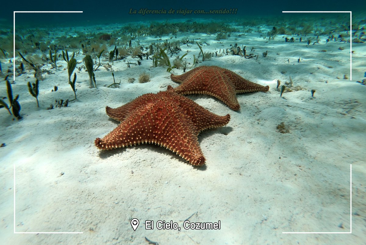 ByCarek's tweet photo. El Cielo🏝 #Cozumel🇲🇽  es sin duda uno de mis lugares Favoritos✨ cada lugar es un espectáculo nuevo, en el cual tus experiencias sensoriales serán repletas 😉
🤩Disfruta del cielo en la tierra ¿Qué estas esperando? 🧐
-
- 📍El Cielo, Cozumel🗺
-
-#ElCielo #Cozumel #snorkeling https://t.co/uZg6xVfArj