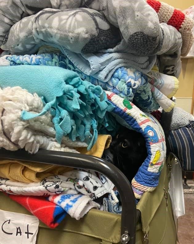 GreatPlainsSPCA's tweet photo. Let's play a game! Can you spot adoptable Mermaid in her sea of blankets? #AdoptMermaid #WarmLaundry https://t.co/zv7818Y96n