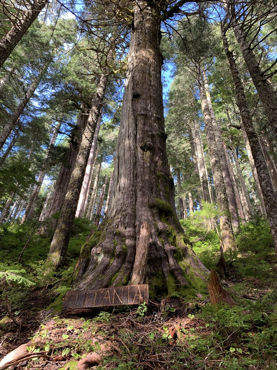 Adey800's tweet image. Just thought you'd like to see Titania - 2000 year old yellow cedar (read "unicorn")-prettiest carbon capture machine I ever saw-took this pic last Sept when I first heard about ⁦@SaveFairyCreek⁩ -be nice if ⁦@bcndp⁩ would protect her.And her family #bcpoli #oldgrowth