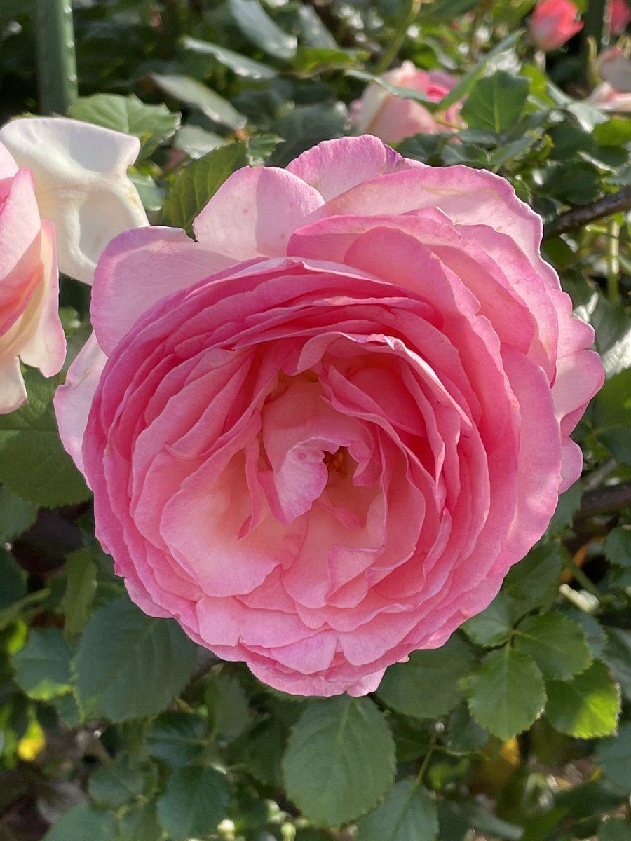 hazuki1005's tweet photo. 薔薇の気持ち… https://t.co/uwF7yg96AM