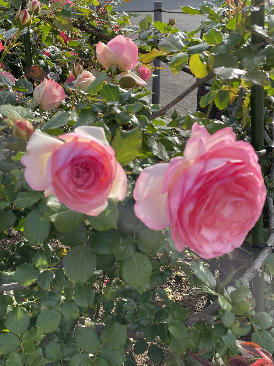 hazuki1005's tweet photo. 薔薇の気持ち… https://t.co/uwF7yg96AM