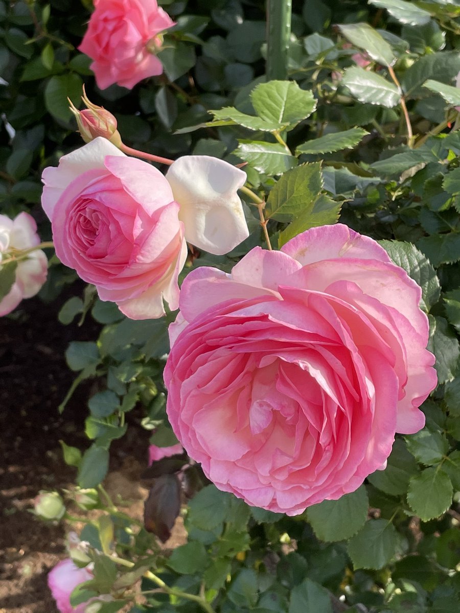 薔薇の気持ち…