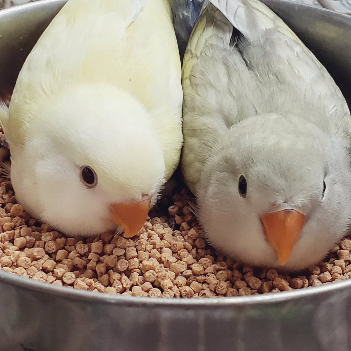 Heartsong Aviary: Pied Peachfaced Baby Lovebirds, image size:1200x1200