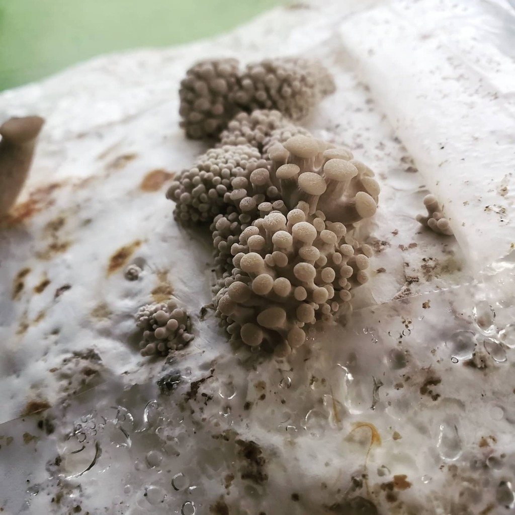 GoldenRavenDye's tweet photo. We have oyster mushroom action happening! Thanks to @mycophiles_garden 

#Mushrooms #GrowYourFood #Mycology https://t.co/Ev504Fcu2t https://t.co/95hRbPdQkb