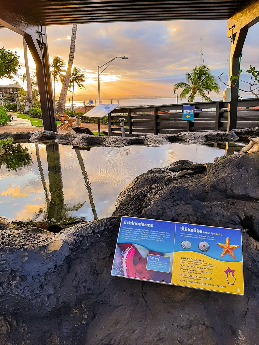 MauiOceanCenter's tweet photo. Happy Aloha Friday from MOC's tide pool exhibit! 🌤️🌊🌴
Photos courtesy of our early-bird team member, Sarah 😉
.
.
.
#alohafriday #mauioceancenter #teammoc #sunrise #earlymorning #earlybird #goodmorning https://t.co/XR38EVtL7S
