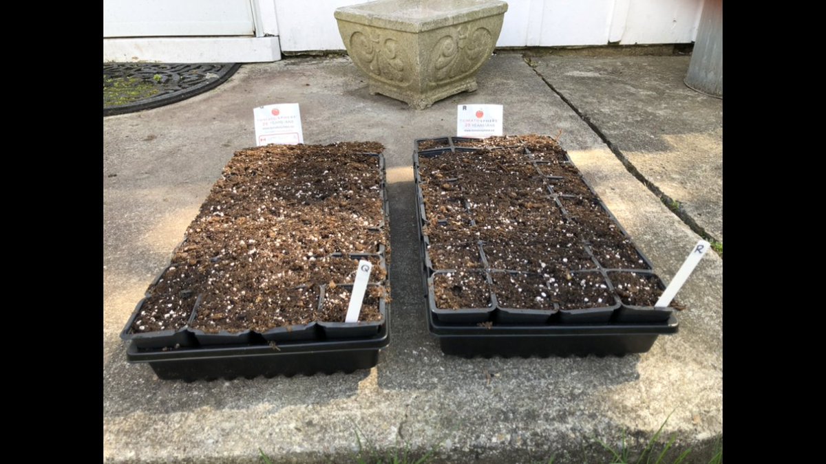 mscollyshaw's tweet photo. Gr. 3 virtual school Ss showed an interest in Space + our next science unit was Plants. Logical next step? A tomato seed space experiment! How it started... @Tomatosphere #inquiry #scientists @6Arajan @tdsb @TDSB_STEM #tomatosphere20 https://t.co/OShiZqS3eU