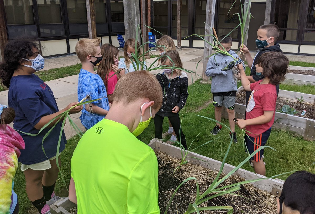 Harvesting garlic we planted last fall...<a href="/lbdteach/">Lori Drake</a> smelled it through her windows!  🧄🌿#BearTavernPride