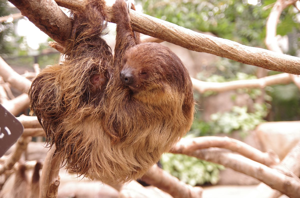 ナマケモノ研究所 The Sloth Research Center Sametyphoon Twitter