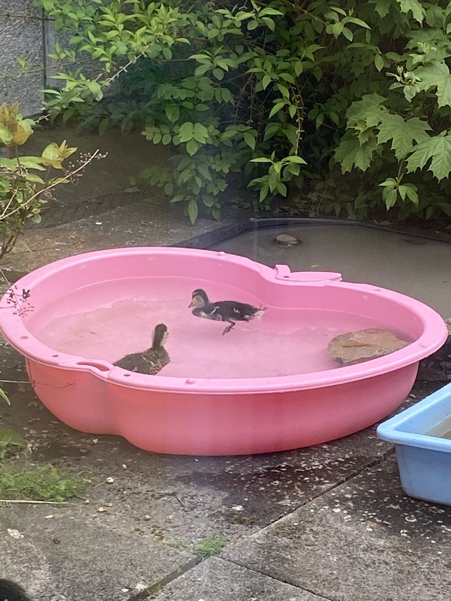 head2019's tweet photo. When mother duck chooses the KS1 quad to nest and have her ducklings. It’s been such a joy. https://t.co/BFP7za2lLW