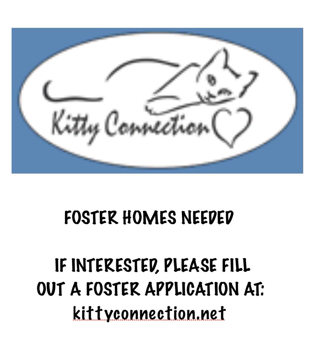 ConnectionKitty's tweet image. 