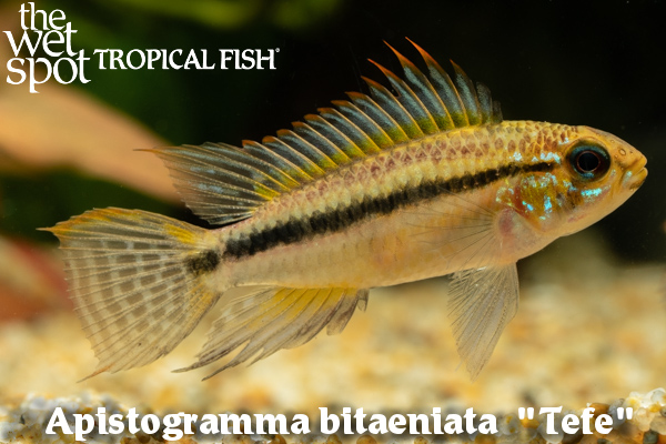 The Wet Spot Tropical Fish tweet media