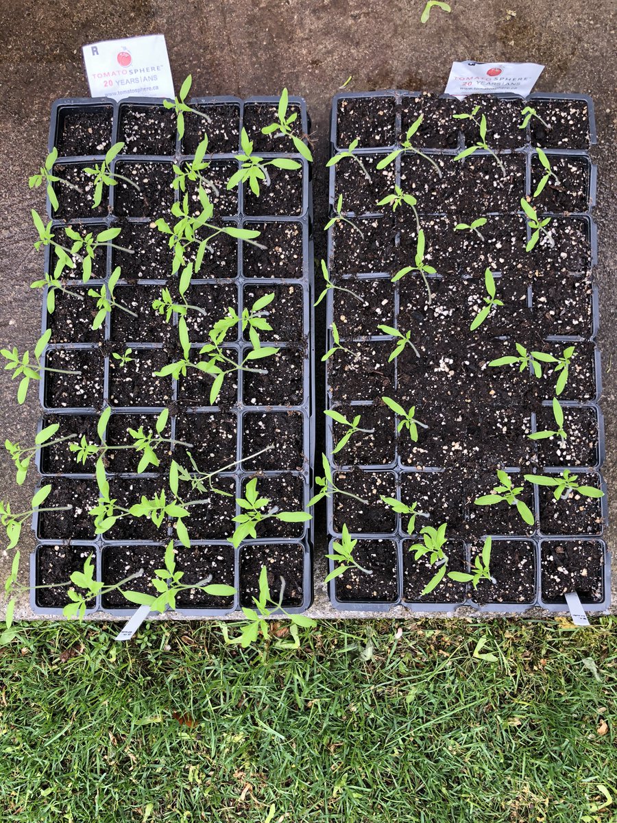 mscollyshaw's tweet photo. &amp; how it’s going! 21 days later &amp; we’ve submitted our germination results. Ss were so engaged with this experiment &amp; requested we continue making observations until the end of June! We wonder how well the tomatoes will grow? @Tomatosphere @6Arajan @TDSB_STEM #tomatosphere20 https://t.co/4gkXtcUwDc