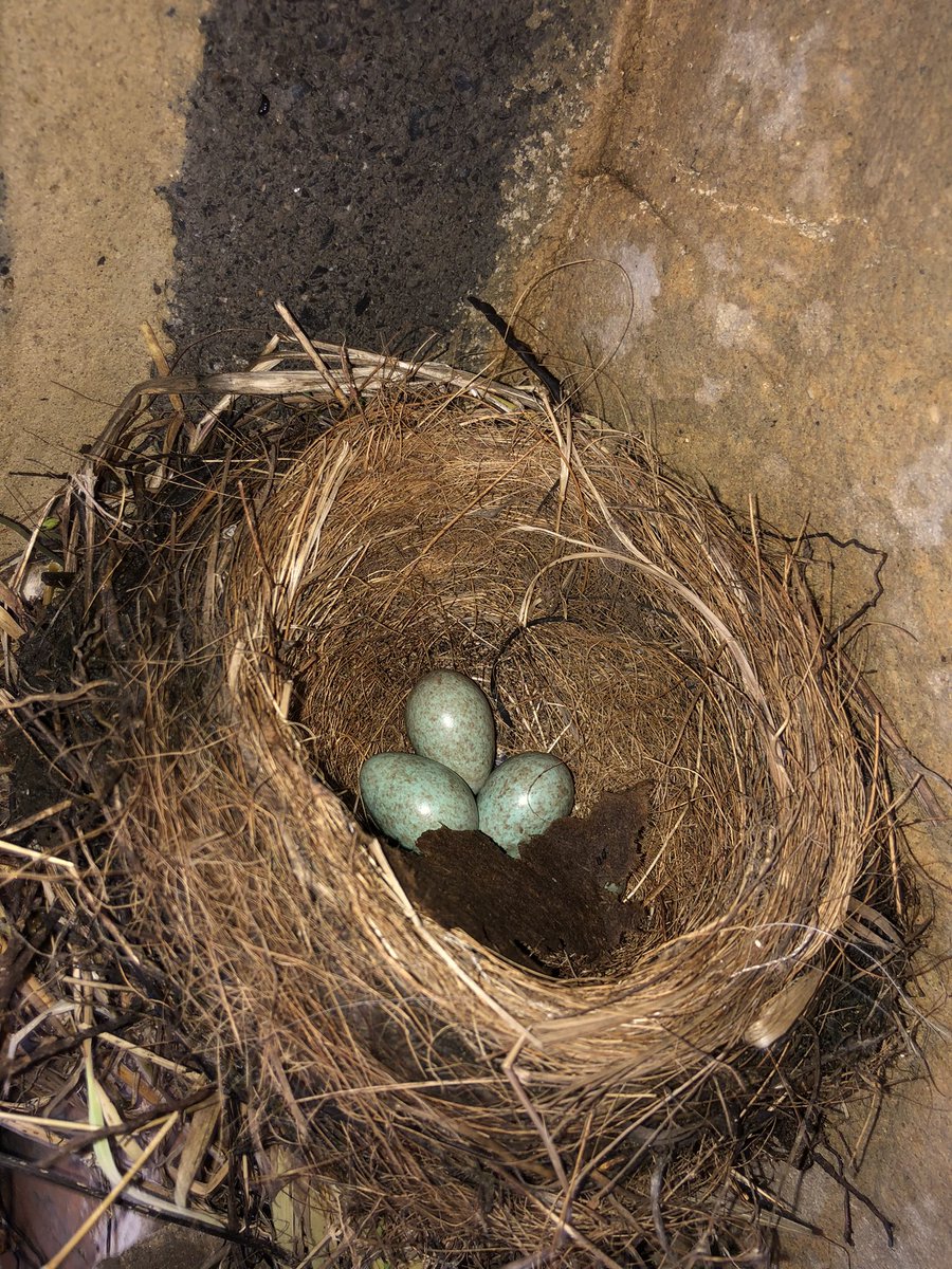 Pady O'Connor tweet media