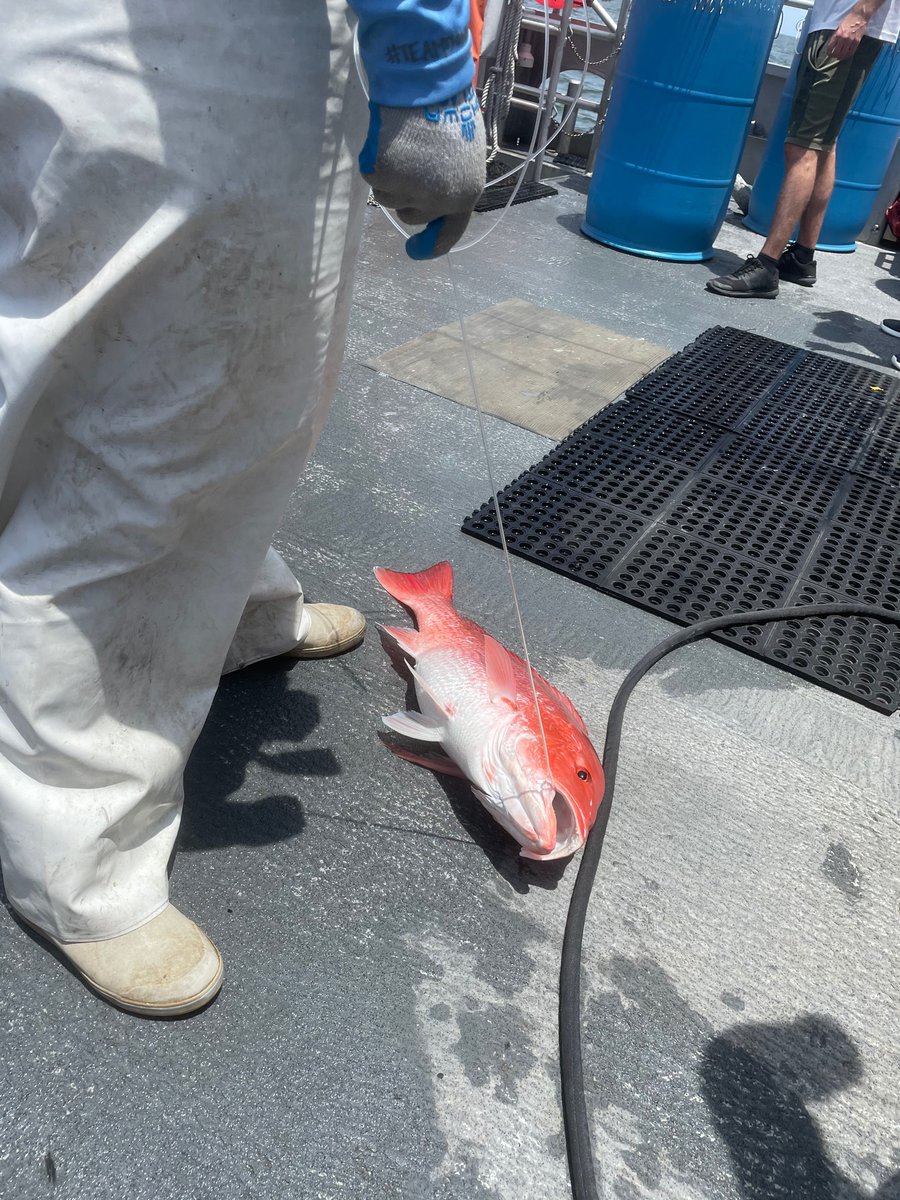 MarineMarriott's tweet photo. Today it’s boat life! Feeling a mixture of joy and flashbacks while longlining for sharks today. This time for research! Caught 6 species of fishes today. #GCRL #USM https://t.co/KpWF5xAOMf