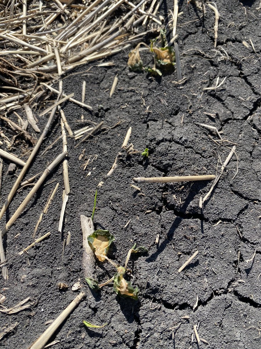 PrairieRootsAg's tweet photo. Thursday morning Frost damage combined with flea beetles, leading to some rough looking canola plants! https://t.co/2JAkl10Kik