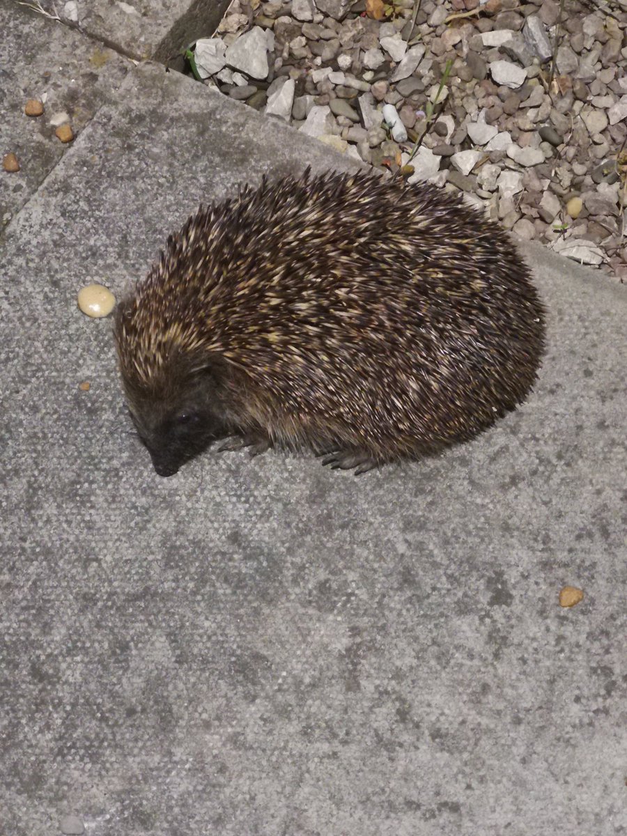Rinaroo28's tweet photo. Just seen this little garden visitor @BBCSpringwatch #springwatchlist https://t.co/gQrxMVSw2m