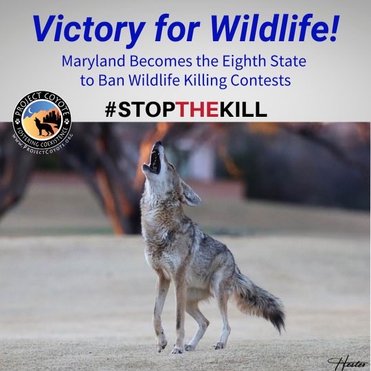 Project Coyote (@projectcoyote) on Twitter photo 