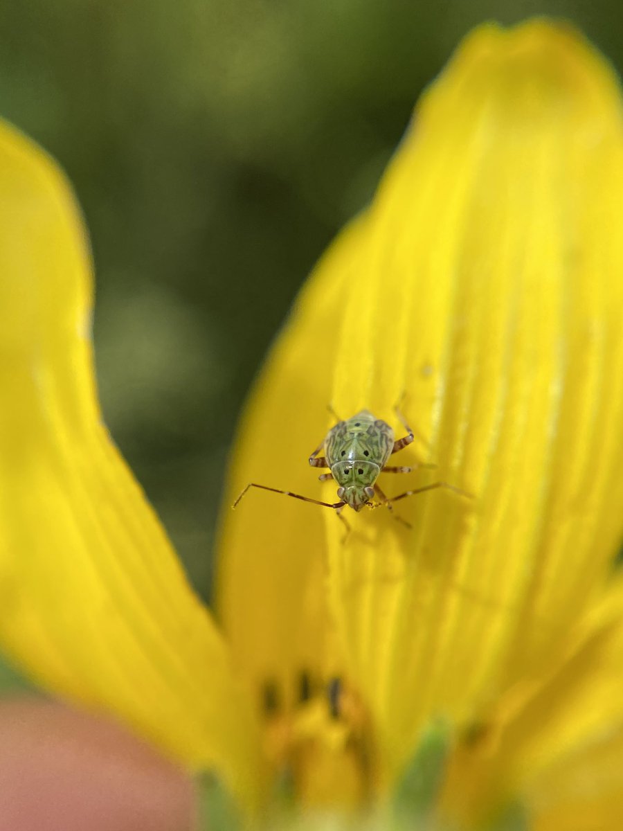 This is your sign to get a fun clip-on phone lens so you can take pictures of cute bugs.