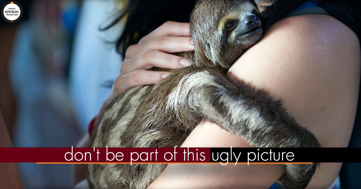 MoveTheWorldUS's tweet photo. A #SlothSelfie may look cute, but a lifetime of captivity for a sloth is anything but. https://t.co/KFW6RfaANW