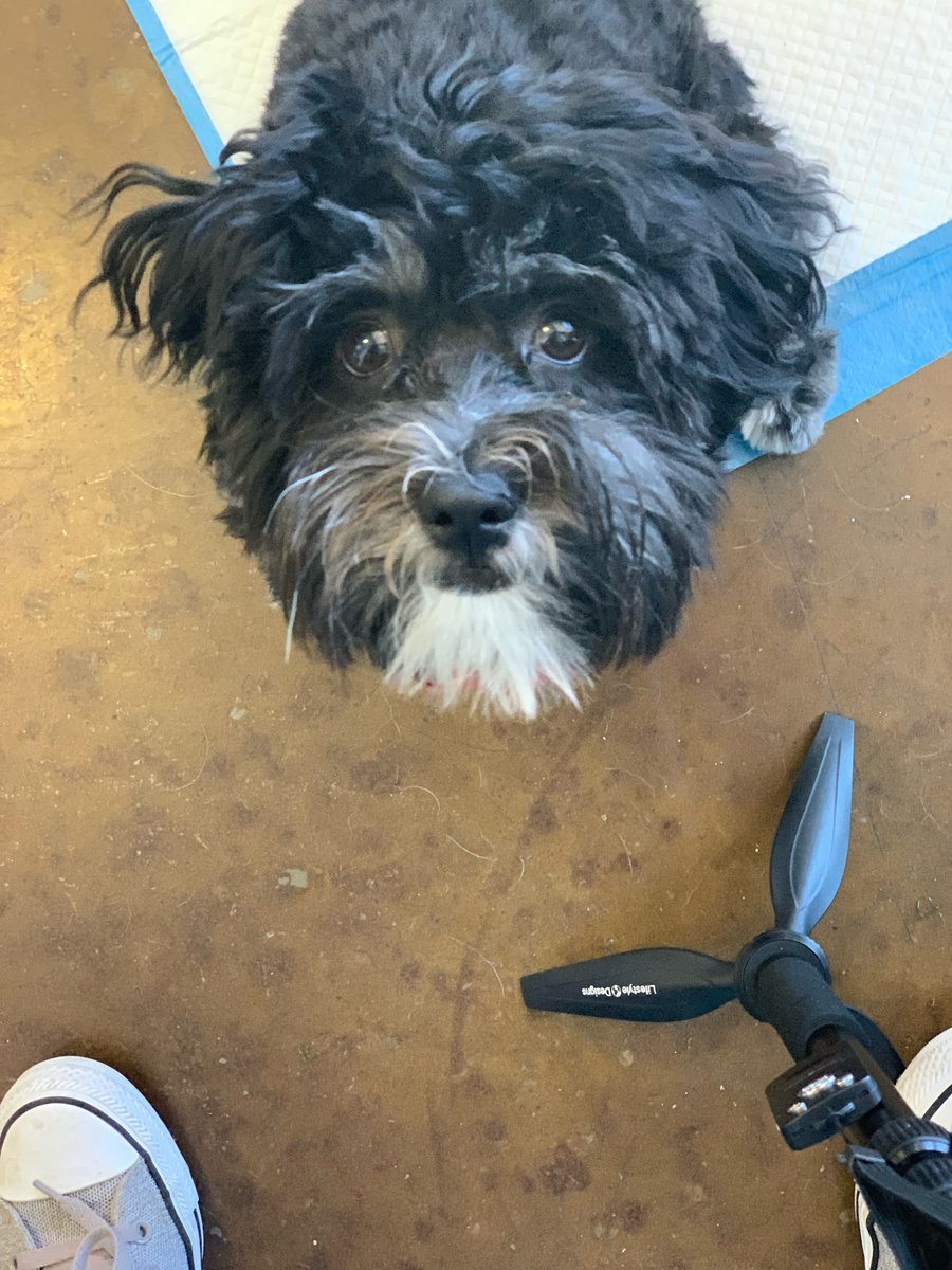 k9to5club's tweet photo. Who can resist such sweet faces!? Share a pic of your pup for a chance to win a FREE BATH on their next visit to K9 to 5 Club! #dogtime #dogsofinstagram #freebath #puppylove https://t.co/k5IKsLpqQE
