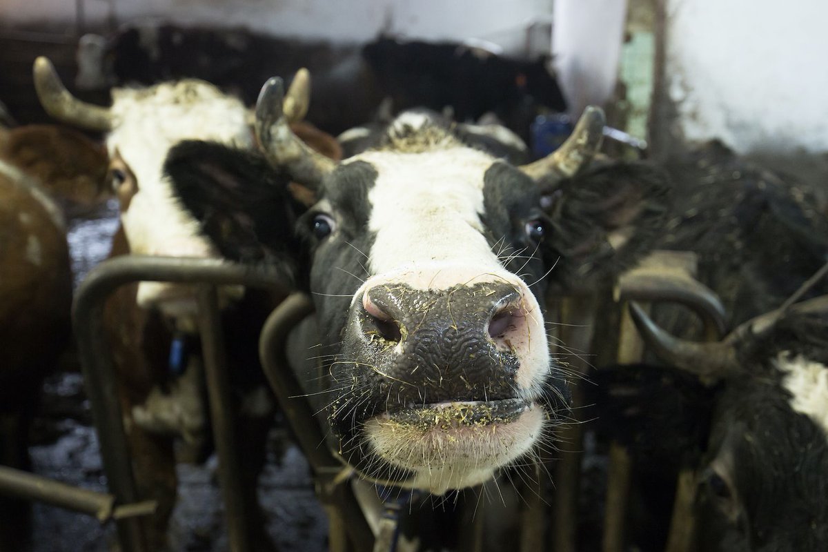 MercyForAnimals's tweet photo. Animals deserve so much better. 💔 https://t.co/qCDorAE3P4